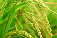 糧食重金屬檢測儀多少錢一臺？